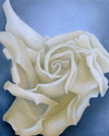 Cream%20Rose%20II (thumbnail)