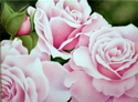 Pale%20Pink%20Roses (thumbnail)