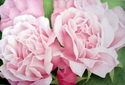 Pink%20Roses%20with%20Bud (thumbnail)