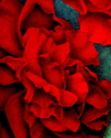 Red%20Rose (thumbnail)