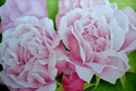 Pink%20Roses (thumbnail)