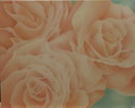 Orange%20Roses (thumbnail)