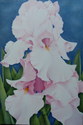 Pale%20Pink%20Iris (thumbnail)