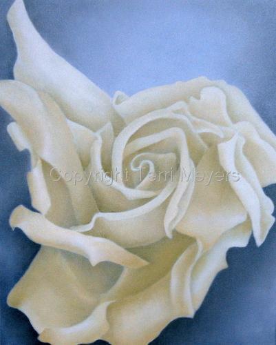 Cream%20Rose%20II (large view)