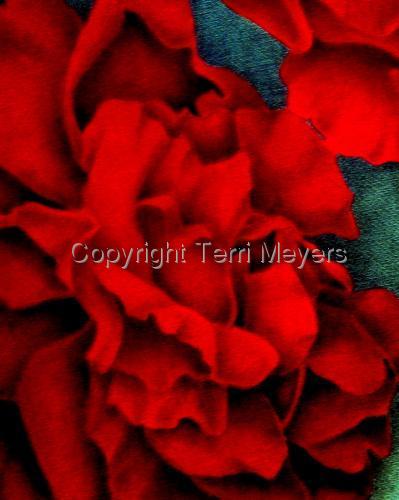 Red%20Rose (large view)