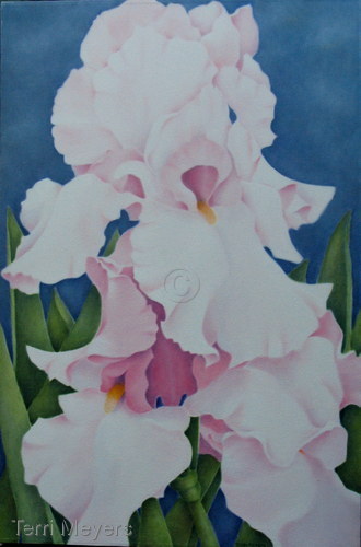 Pale%20Pink%20Iris (large view)