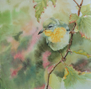 Portrait of a finch