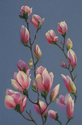 Terry Niccoli - Sky Magnolias