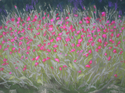 Fernwood%20Flowers (thumbnail)