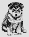 Malamute Pup