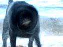 Shake%20It%2C%20Dawg (thumbnail)