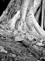 b%2Fw%20tree (thumbnail)