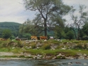 Stream and cows