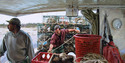 Setting traps, Stonington