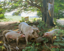 Pigs