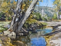 Cottonwood