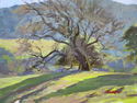California oak