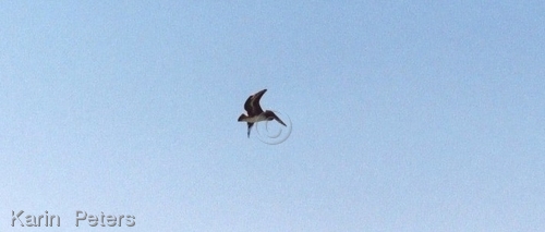 Flying Sea Bird