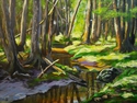 SUN-DAPPLED FOREST