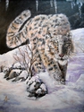 SNOW LEOPARD