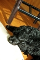 Dog at home