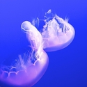 Jelly fish 2009