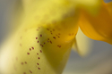 forcade, abstract, photographic, orchid, flower, yellow, gold, orange, yellow, red, botanical, natural, blossom, lush, organic, sensual, sensuous, horizontal - Abstract Photography