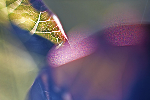 Photography-Abstract-Improvisation Signaling