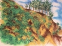 Trees%20On%20The%20Hilltop%20Of%20Catalina%20Island (thumbnail)