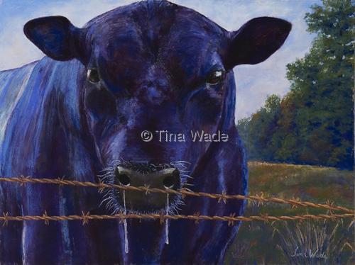 Velvet Bull
