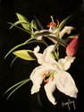 Lilies (thumbnail)