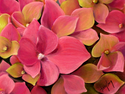 Hydrangea (thumbnail)