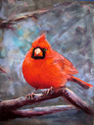 Winter%20Cardinal (thumbnail)