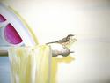 Bird On curtain rod