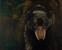 The Bear