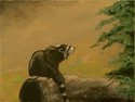 Raccoon