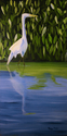 Greater White Egret