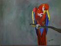 Tony Meli - Macaw