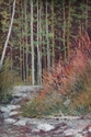woods at jordon pond at Acadia