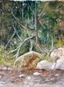 The bank of Jordon Pond