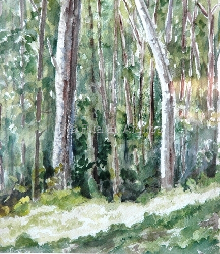 peaceful woods