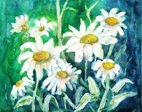 daisies