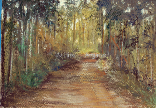 path in south carolina woods