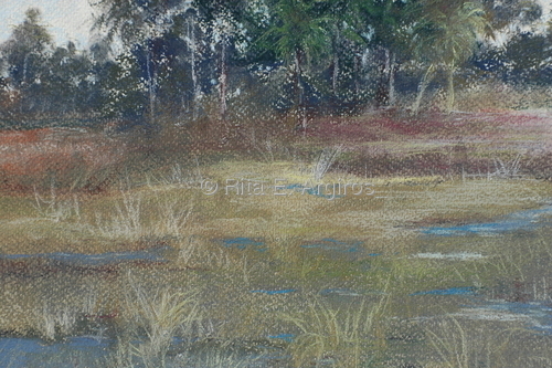 marsh at acadia