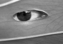 Iris (thumbnail)