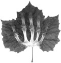 Veins (thumbnail)