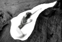 Womb (thumbnail)