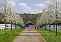 American%20Barn (thumbnail)