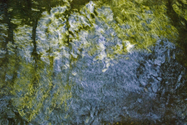 Trees (thumbnail)
