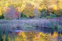 Shady%20Pond (thumbnail)